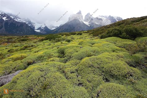 Cuernos del Paine Bild bestellen - Naturbilder bei Wildlife Media