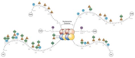 Discovering the world of histone modifications and their impact within cancer research - Ximbio