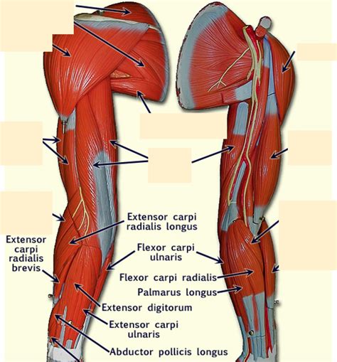 human arm anatomy Diagram | Quizlet