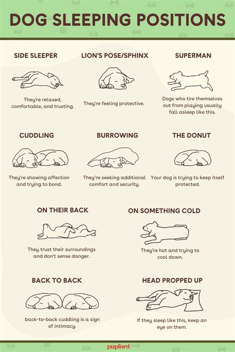 Dog Sleeping Positions Meanings & Chart: 10 Positions Explained | Pupford | Dog sleeping ...