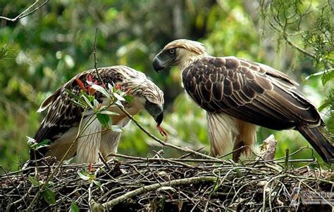 Wallpaper .Nesting pair of Philippine Eagle, big, Philippine Eagle, birds images for desktop ...