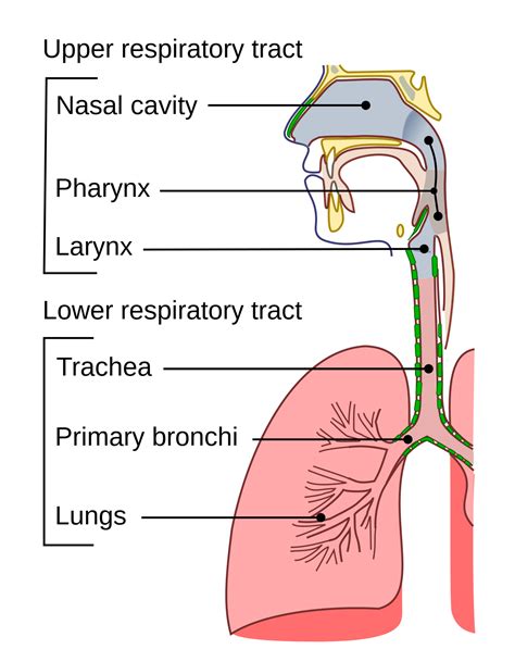 Respiratory tract - Wikipedia