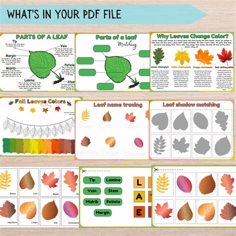 Parts of a Leaf Activity Lesson for Kids , Fall Autumn Leaves Biology, Types of Leaves Biology ...