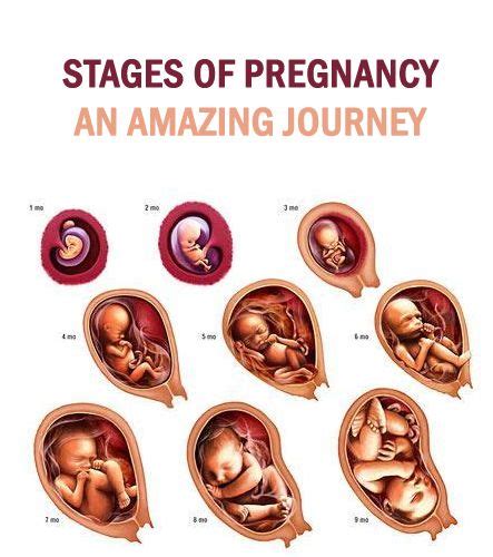 Charting The Journey: A Comprehensive Guide To The Conception To Birth Calendar - Annual Wall ...