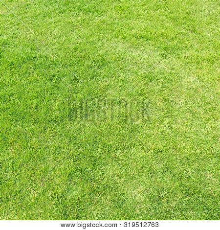 Green Grass Texture Image & Photo (Free Trial) | Bigstock