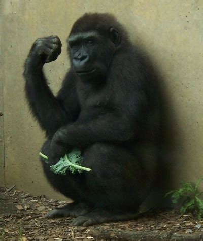 What Gorilla Poop Reveals About Our Own Lousy Diets | Discover Magazine