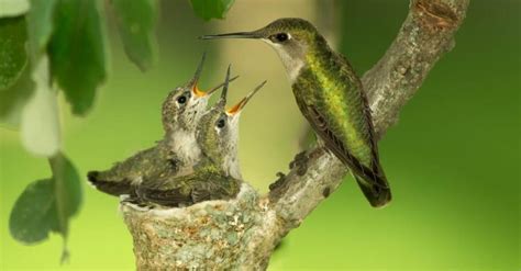 10 Incredible Hummingbird Facts - WikiPoint - Wiki Point