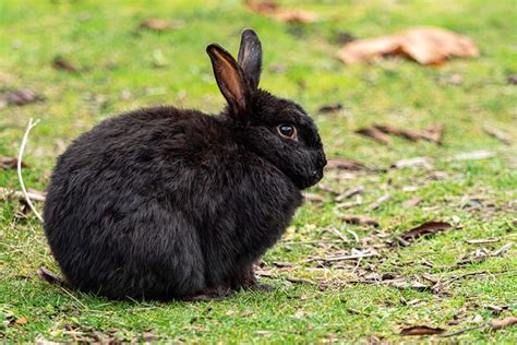 13 Calmest Rabbit Breeds (With Pictures & Info) – MeowMyBark