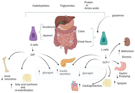 Life | Free Full-Text | Role of a Dual Glucose-Dependent Insulinotropic ...