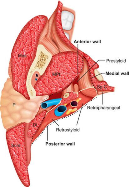 Parapharyngeal Space Anatomy and Clinical Importance - Dr Sanu P Moideen