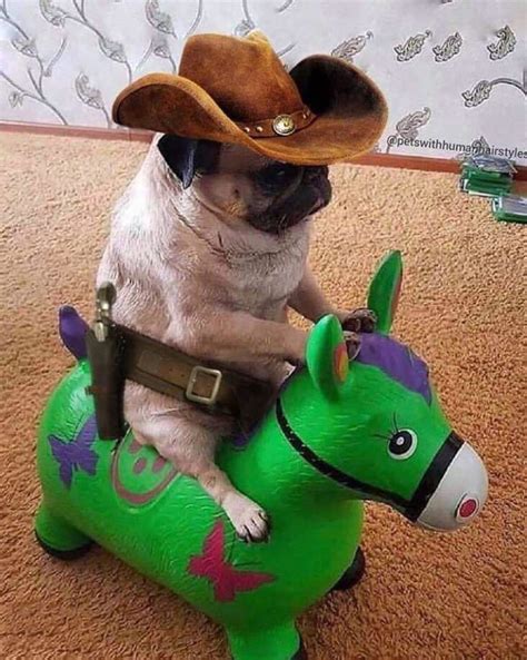 Cowboy Pug: Legendary Cowboy K9 Class Pet: Uses His High Charisma Skill ...