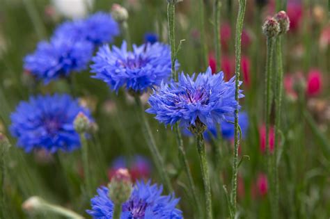 Plants with blue flowers - TrendRadars