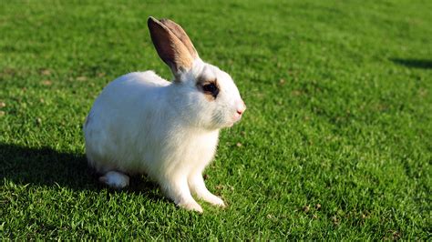 4 Bunnies We Must Pet And 2 Bunnies We Must Eat - ClickHole