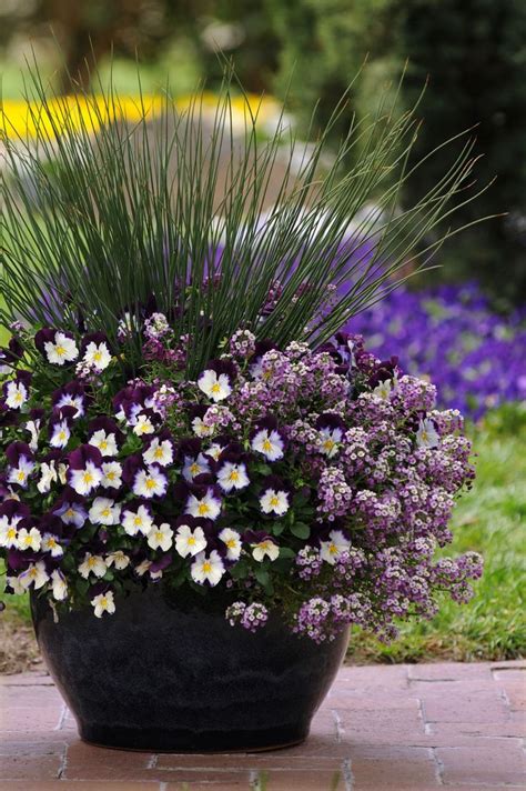 potted pansy color combinations - Google Search | Ornamental grasses, Container gardening, Plants