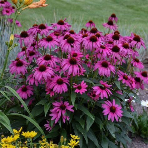 9 könnyen gondozható szárazságtűrő évelő | Plants, Bees plants, Echinacea