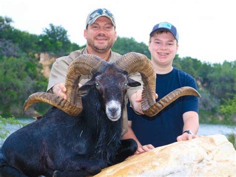 black-sheep-hunting-texas - OX Ranch