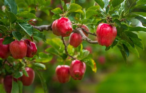 Red Apple Tree Wallpaper