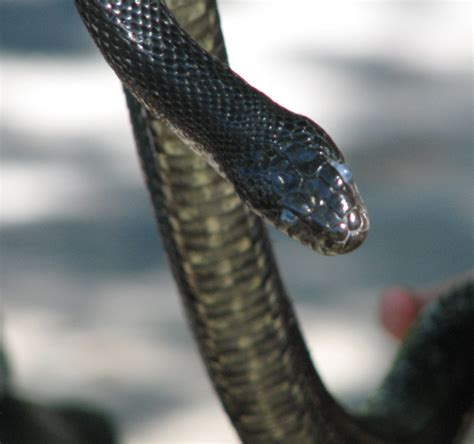 File:Black Rat Snake Ontario.jpg - Wikipedia