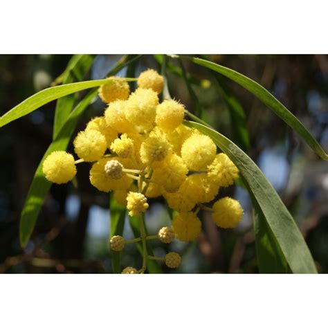 Silver wattle - Acacia Dealbata