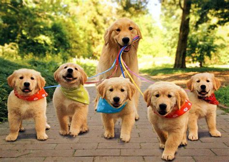 🔥 [47+] Cute Puppy Wallpapers Free Download | WallpaperSafari