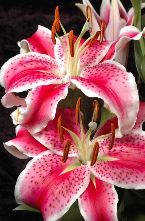 Lily Meaning and Symbolism of the Lily on Whats-Your-Sign