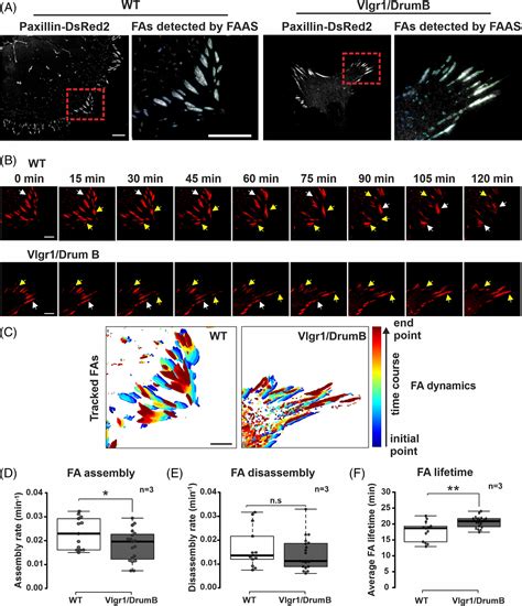 Monitoring paxillin in astrocytes reveals the significance of the adhesion G protein coupled ...