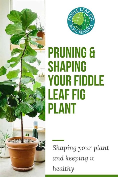 Pruning-and-Shaping-Your-Fiddle-Leaf-Fig-Plant | The Fiddle Leaf Fig ...