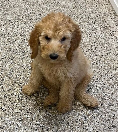 ADOPTED! NOW ACCEPTING APPLICATIONS for Goldendoodle puppies - Golden Retriever Rescue