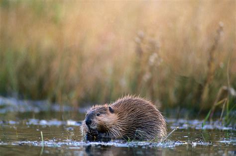 Beaver Trapping: How to Get Started | Outdoor Life