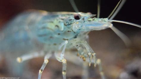 Freshwater Shrimp Can Be Great Additions To A Tank - Video