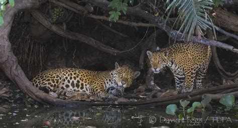 JAGUAR CONSERVATION IN BRAZIL — The Environmental Press Agency