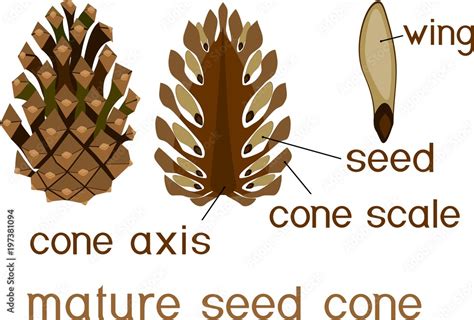 Structure of mature seed cone of pine in section with titles Stock ...