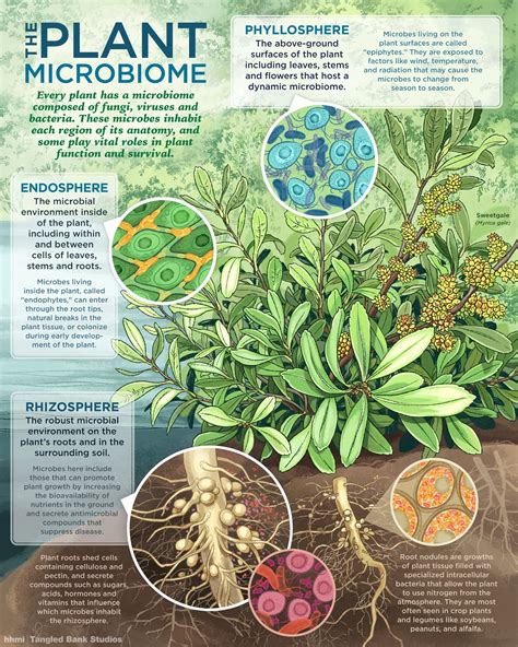 Visualizing The Plant Microbiome | Plant science, Biology plants, Plants