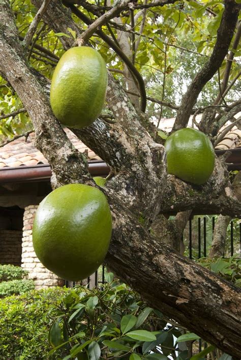 Arbre De Goyave Avec Les Fruits Juteux Image stock - Image: 18244775