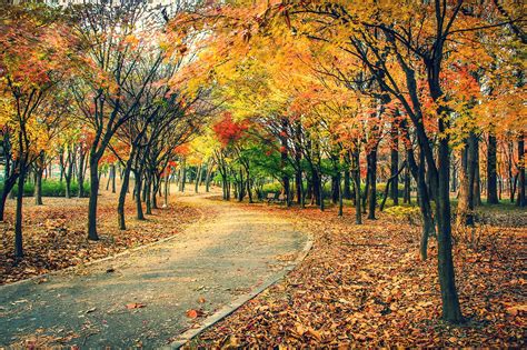 autumn, Fall, Landscape, Nature, Tree, Forest, Leaf, Leaves, Path, Trail, Road Wallpapers HD ...