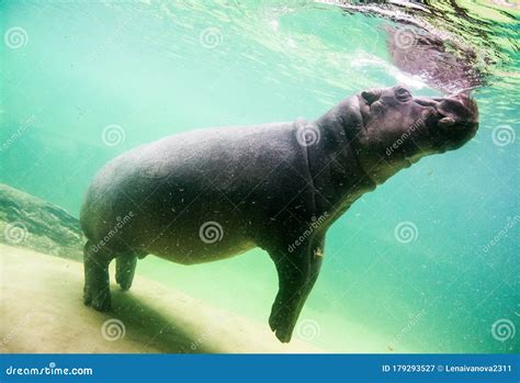 Cute Hippopotamus Swim Underwater in a Zoo Stock Image - Image of danger, outdoor: 179293527