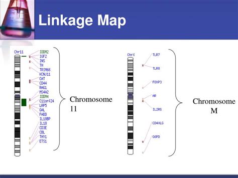 PPT - Genetic Technology PowerPoint Presentation - ID:4453913