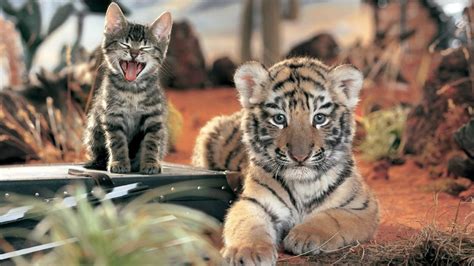 Tigers & House Cats Share 95.6% DNA - Purrfect Love