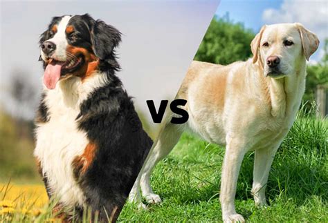 Bernese Mountain Dog vs. Labrador Retriever - PatchPuppy.com