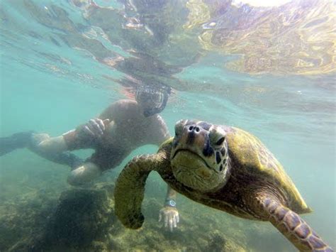 Snorkeling with Turtles near Disney's Aulani Resort - Oahu, Hawaii ...