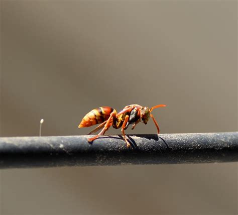 5 Common Wasps in Australia