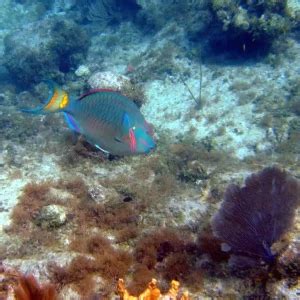 Stoplight parrotfish - Facts, Diet, Habitat & Pictures on Animalia.bio