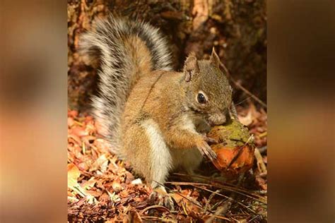 Endangered Mount Graham red squirrel population sees 4% growth ...