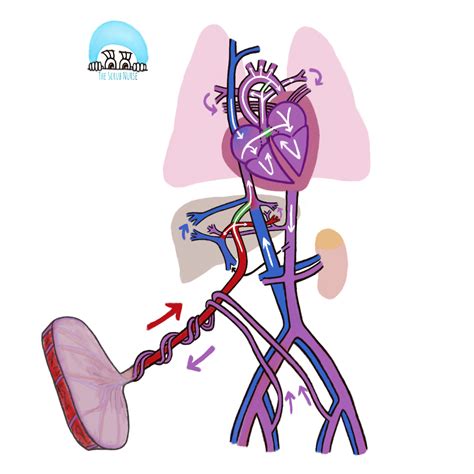 Fact 25 - Fetal circulation: What are the cardio-pulmonary changes ...