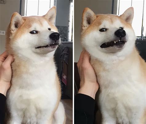 82+ Times Shibas Proved They’re The Funniest Dogs Ever | Bored Panda