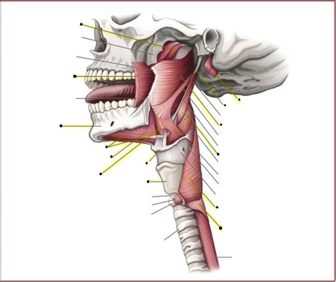 major opening/closing muscles of upper esophageal sphincter Diagram | Quizlet