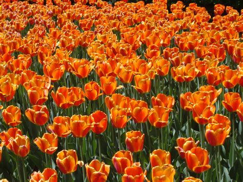 orange tulips Free Photo Download | FreeImages