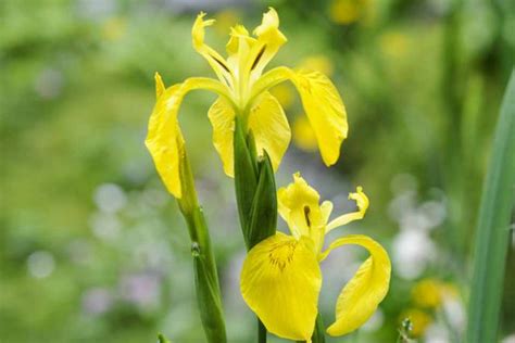 Iris pseudacorus - BBC Gardeners World Magazine