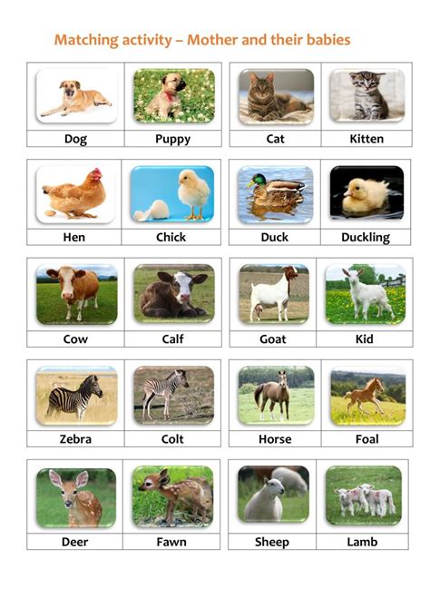 Matching Activity - Animals and Their Young. TeachersMag.com