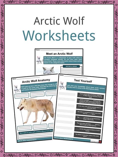 Arctic Wolf Facts, Worksheets, Etymology & Taxonomy For Kids